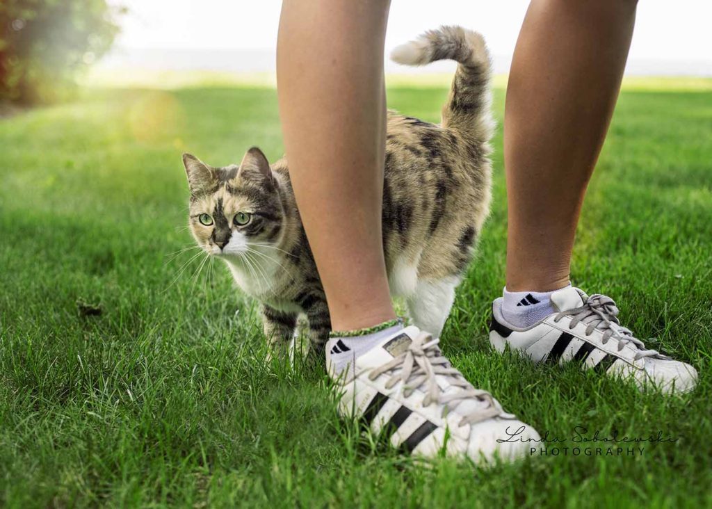cat standing next to legs, Westbrook ct photographer