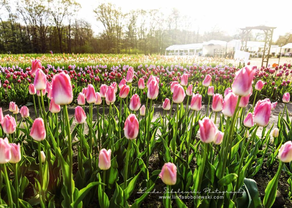 rows of tulips at a tulip farm in the morning light, linda Sobolewski photography