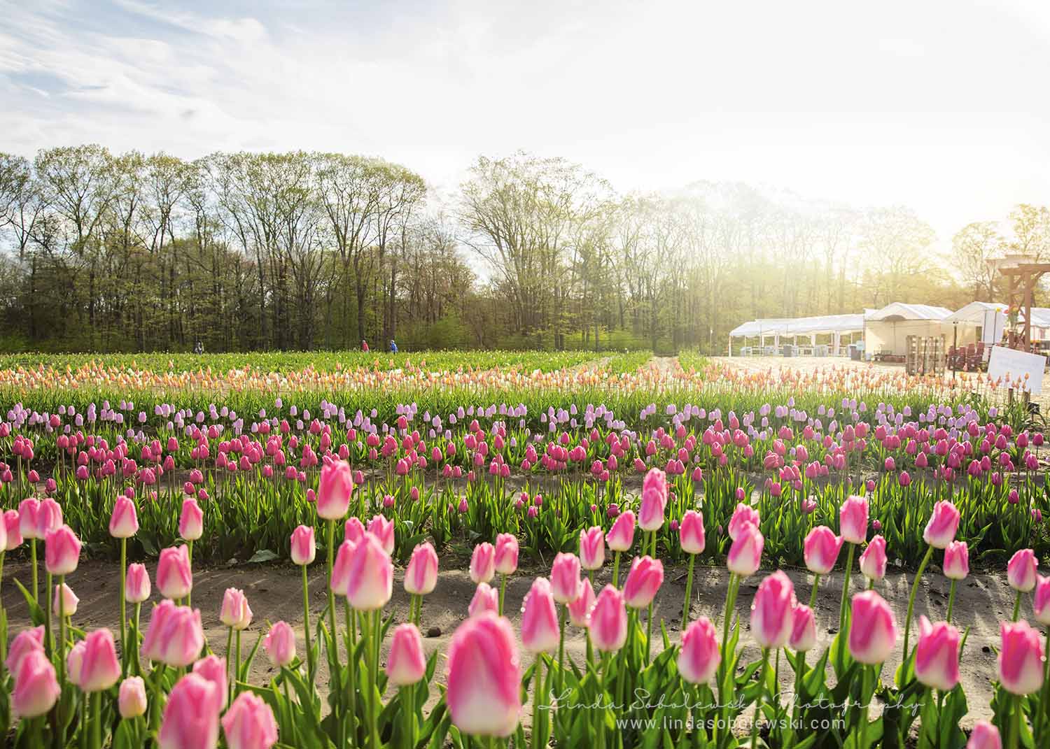 rows of pretty tulips at a tulip farm, Connecticut family and lifestyle photographer