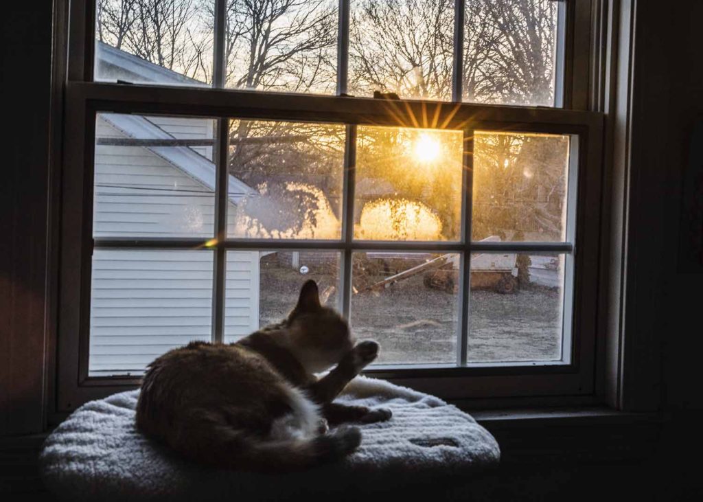 cat laying in a window with the sun setting, lowlight, project 52, Westbrook ct photographer