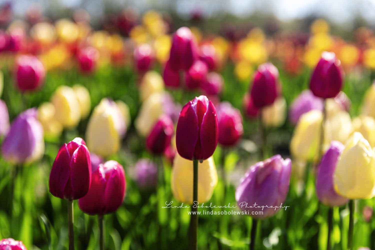 rows of pretty tulips, Connecticut photographer