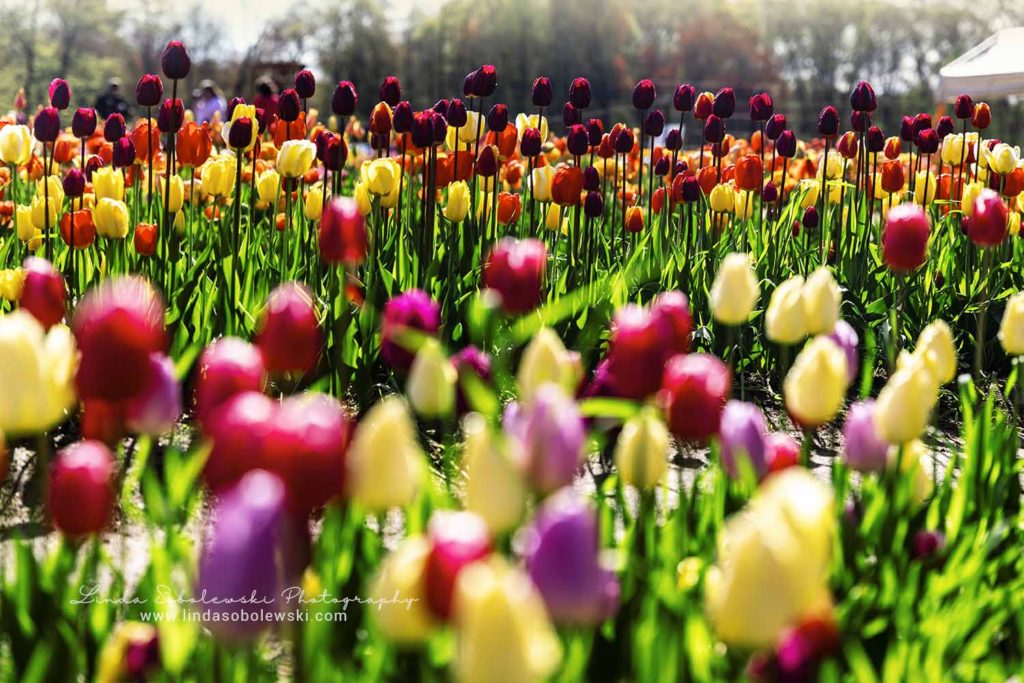 rows and rows of pretty tulips, Rhode Island tulip farm, Connecticut photographer