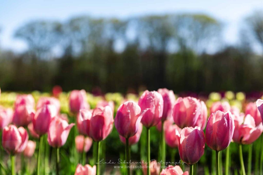 row of pink tulips at a tulip farm, Connecticut family photographer