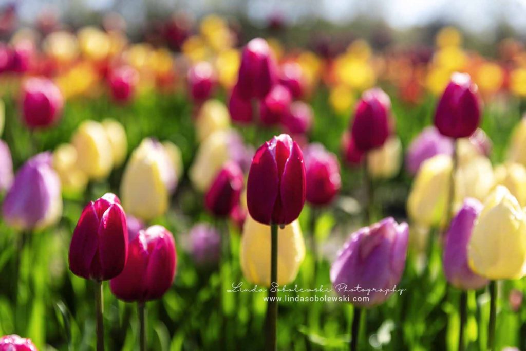 pretty pink tulips at a tulip farm, Connecticut lifestyle photographer