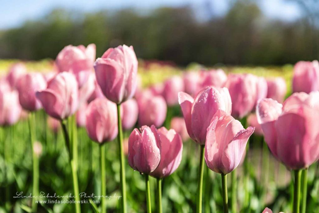 pink tulips at a tulip farm, Westbrook, Connecticut photographer