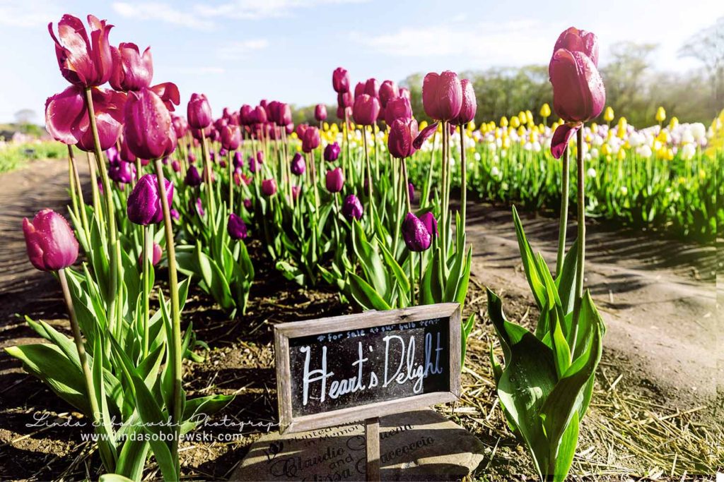 pink tulips with a sign, Rhode Island tulip farm, Connecticut photographer