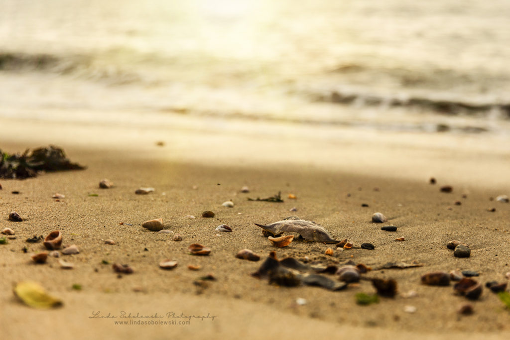 shells on the beach, westbrook ct photographer, september, 2019 personal project
