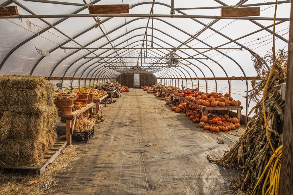 farmer's market inside a greenhouse, New Hampshire photographer