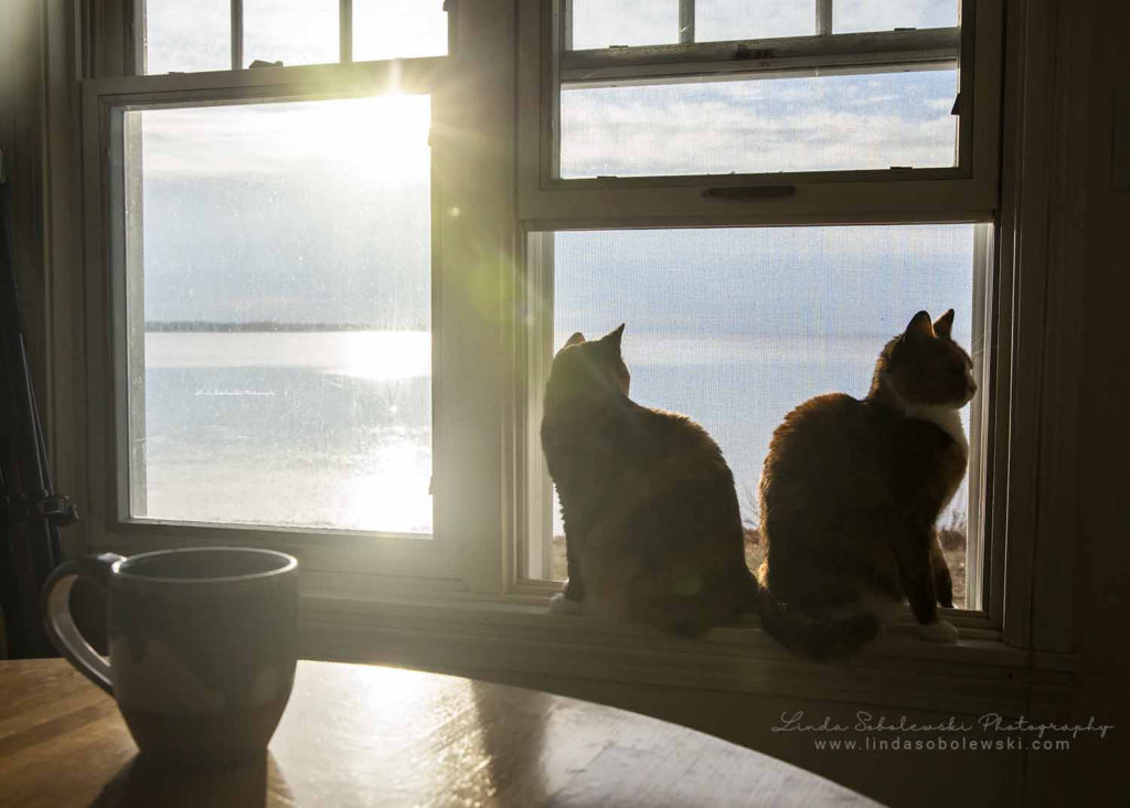 two cats sitting on a window sill, Project 52 2020, Connecticut lifestyle photogrqpher