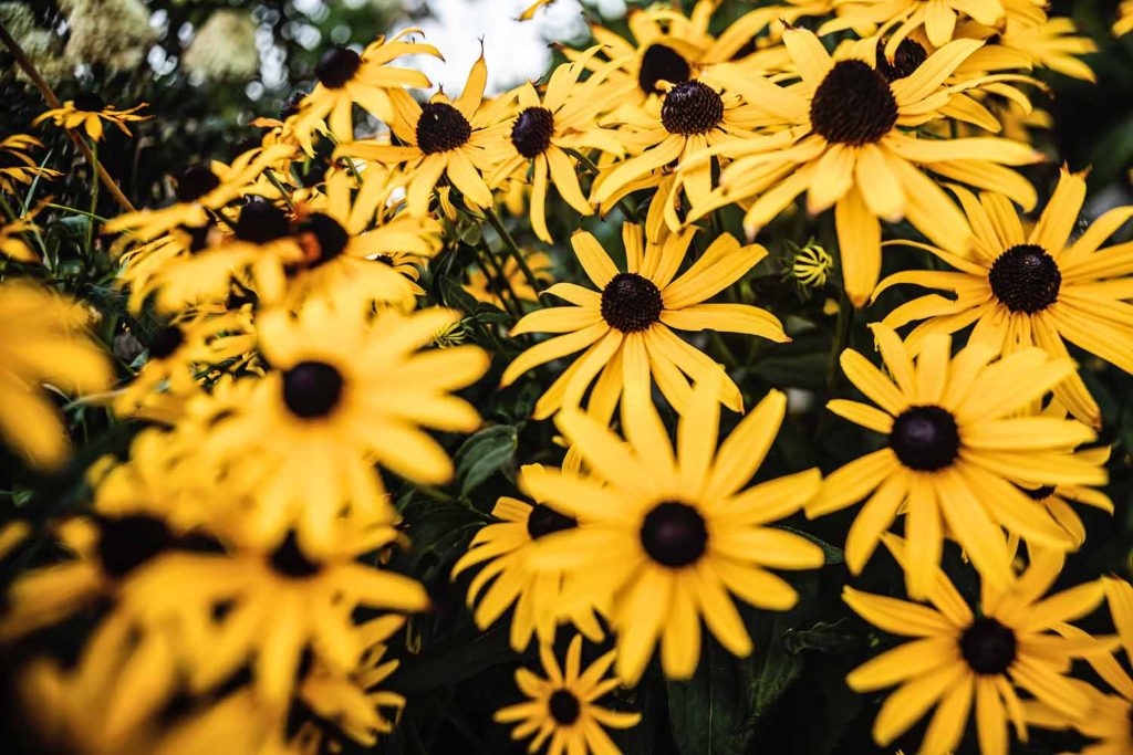 black-eyed-susans, image taken for personal photography project, august 2020