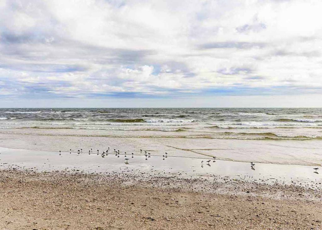 birds on the beach, Massachusetts family photographer