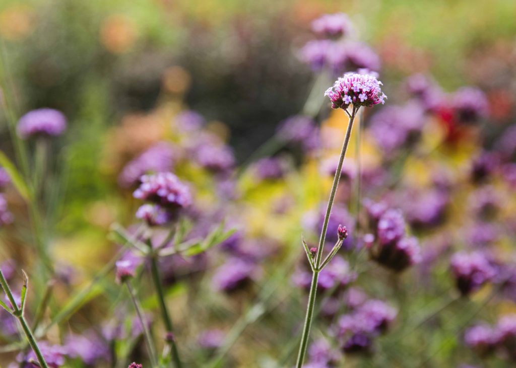 pretty purple flower, Essex, CT Lifestyle Photographer