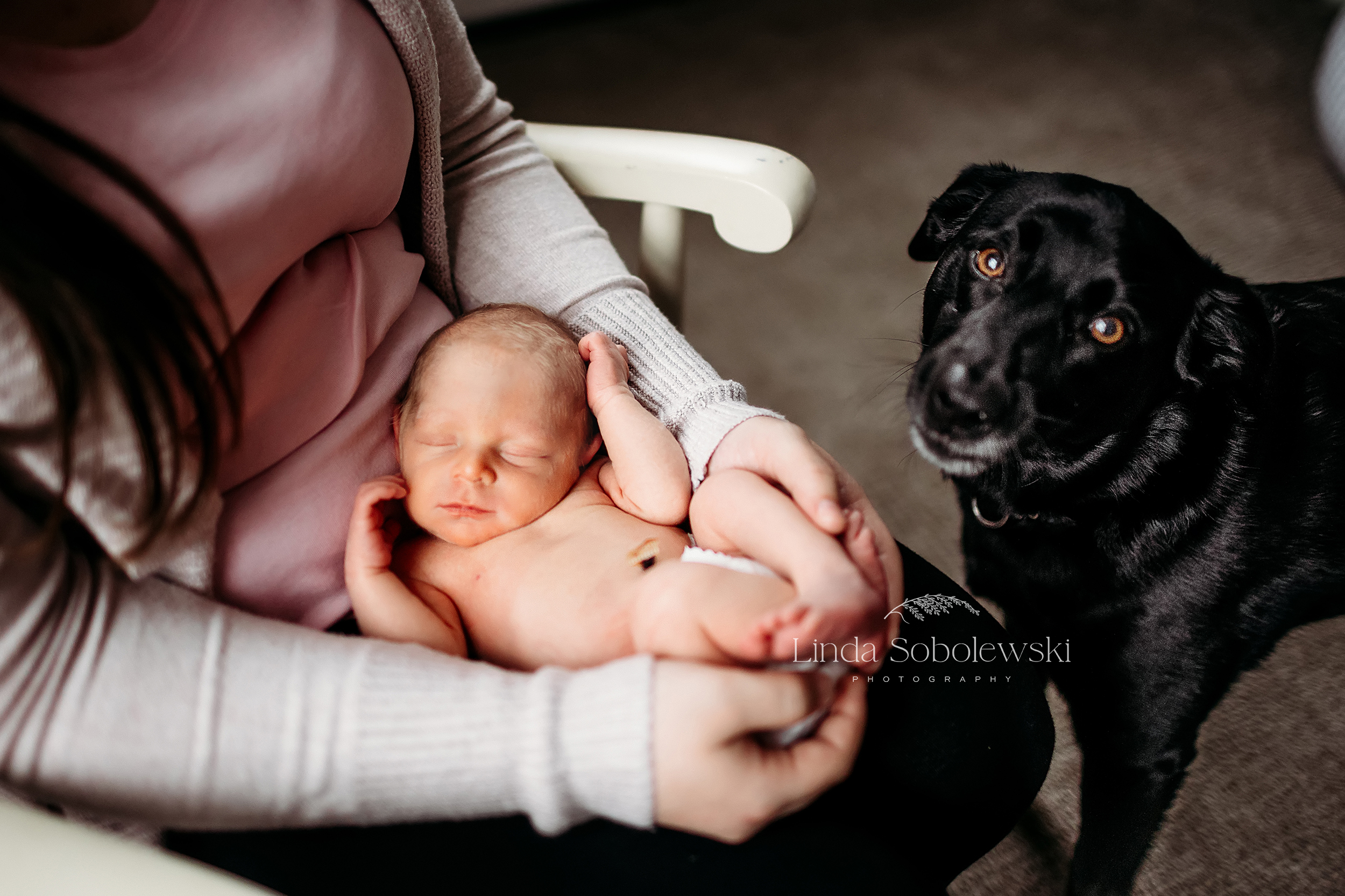 newborn baby in mother's lap with black dog, Madison CT newborn Photographer
